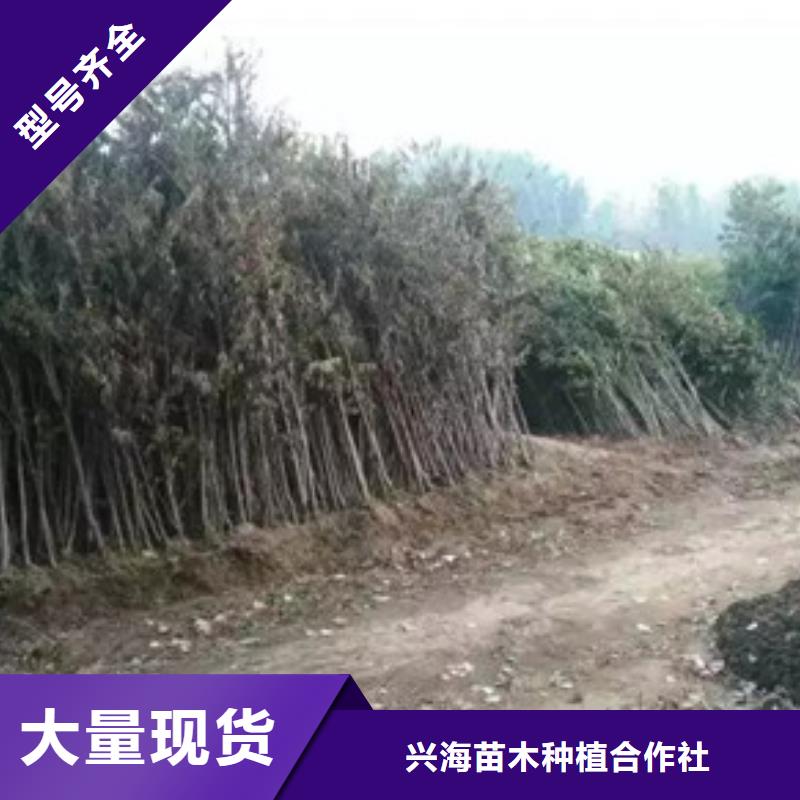 香椿苗山楂苗追求品质