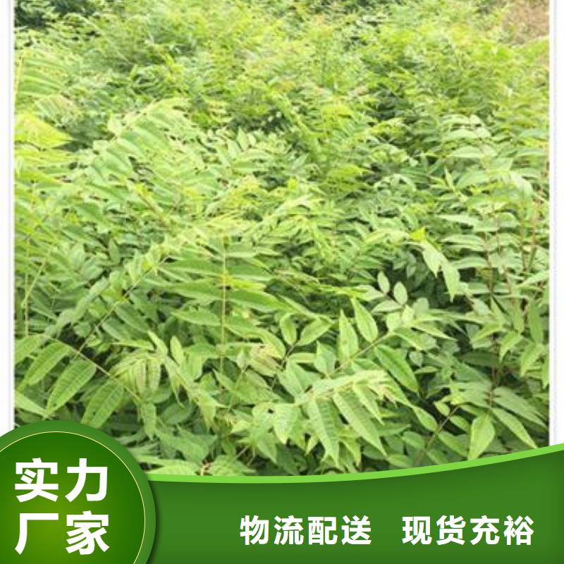 【香椿苗花椒苗对质量负责】