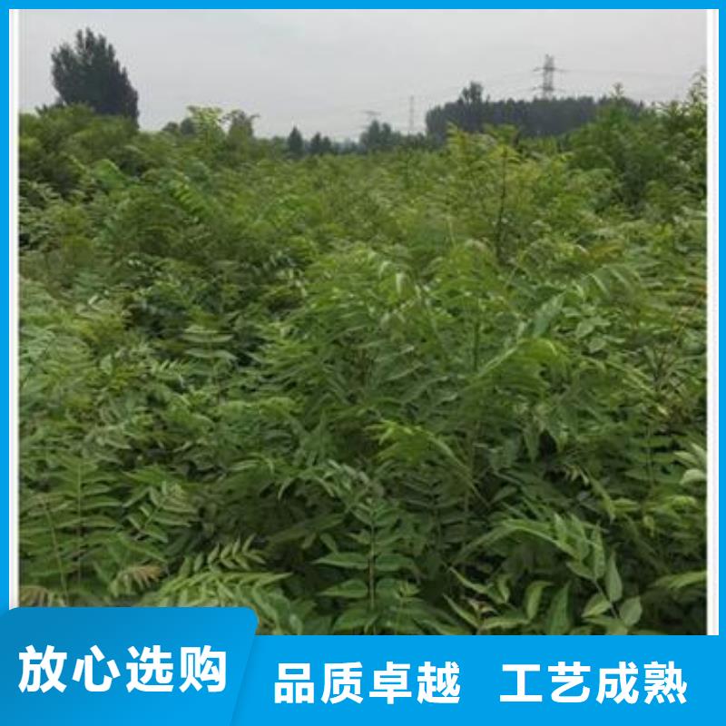 香椿苗蓝莓苗销售的是诚信