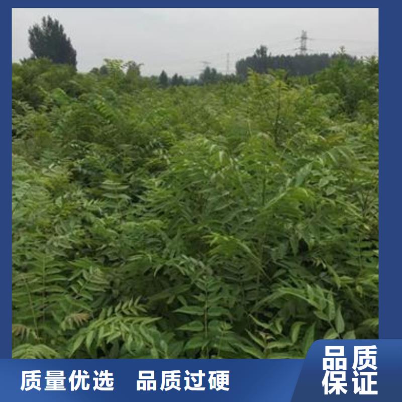 【香椿苗】花椒苗质优价廉