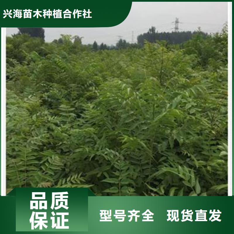 香椿苗板栗苗多种规格库存充足