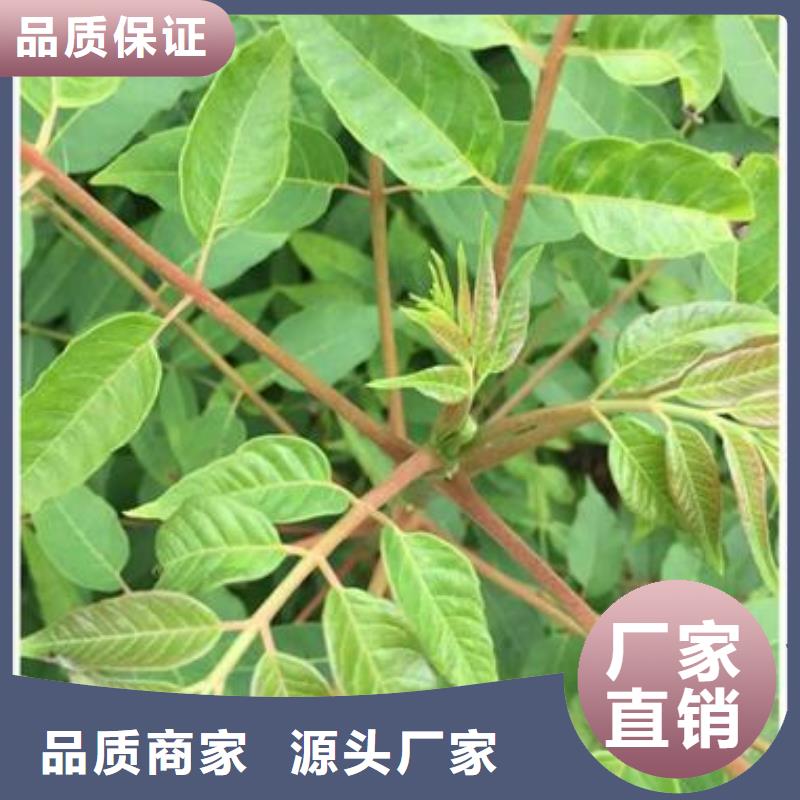 香椿苗花椒苗好厂家有担当