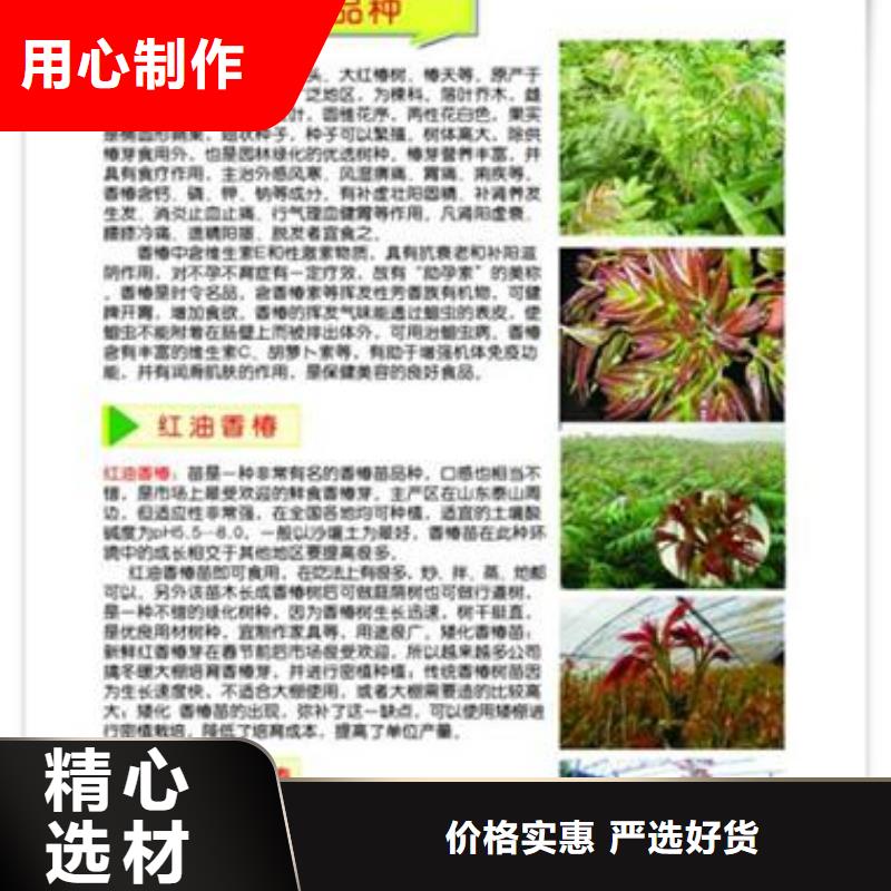 香椿苗板栗苗现货实拍