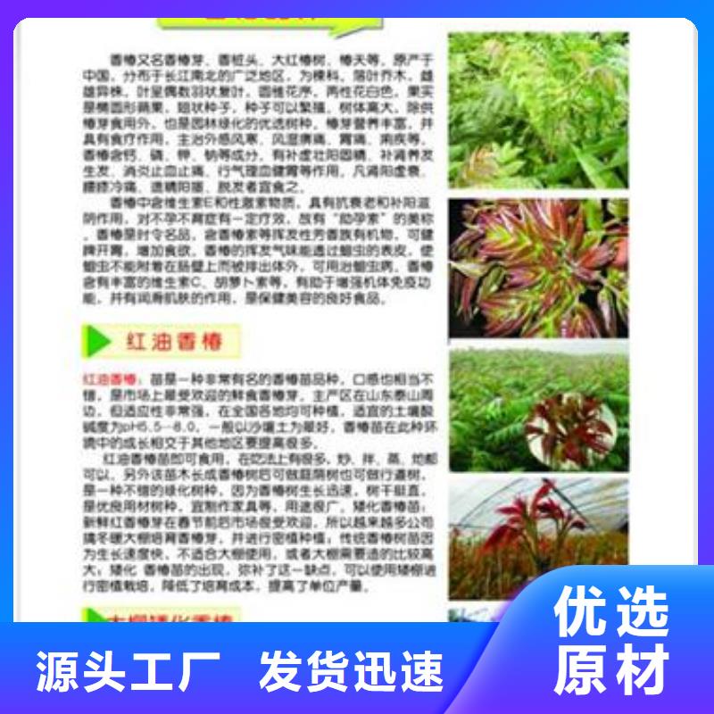 【香椿苗花椒苗对质量负责】