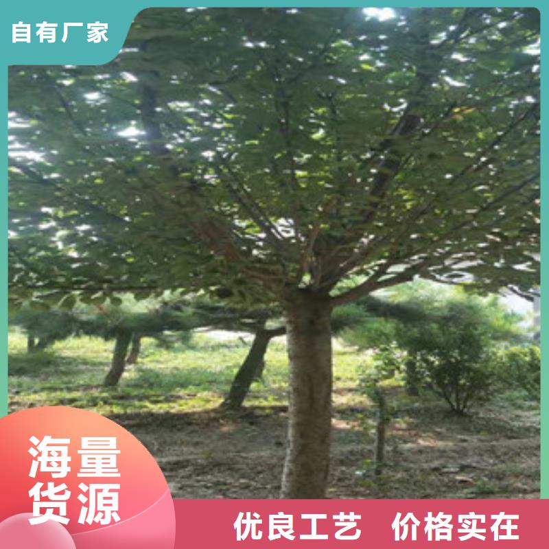 【樱花,占地果树精心选材】