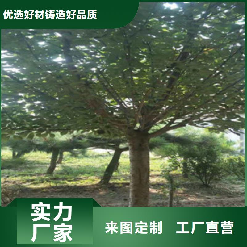 樱花【核桃苗樱花苗长果桑树苗】实体厂家大量现货