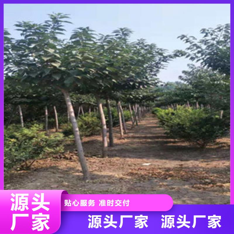 樱花蓝莓苗选择我们没错