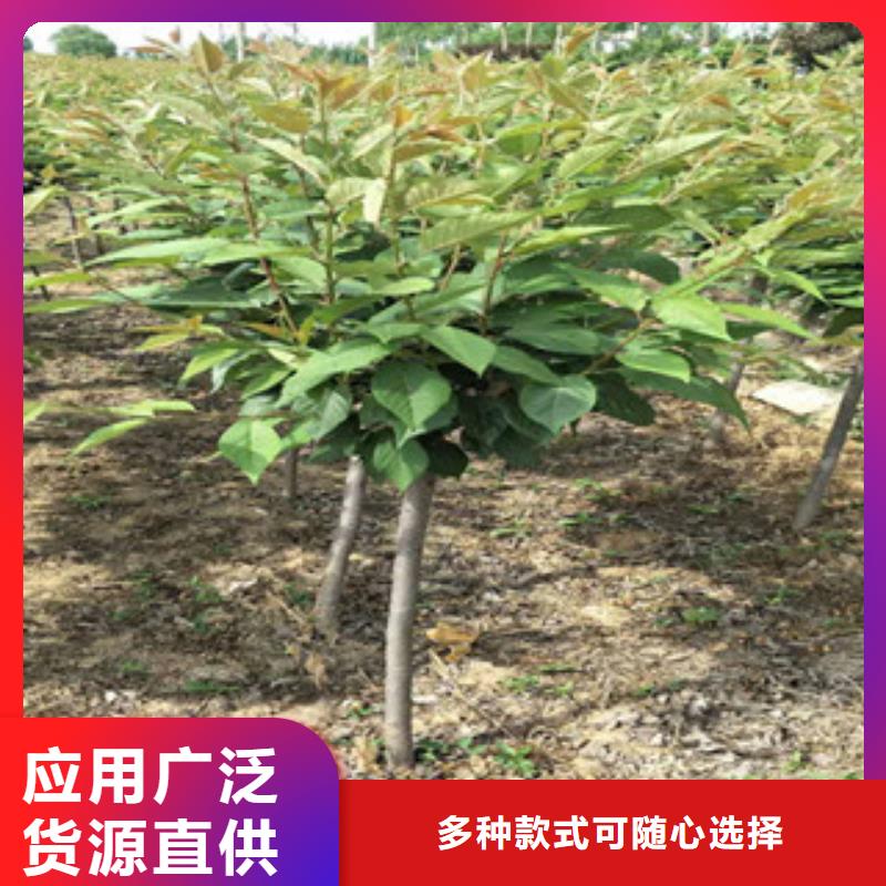 樱花【国槐】工厂现货供应