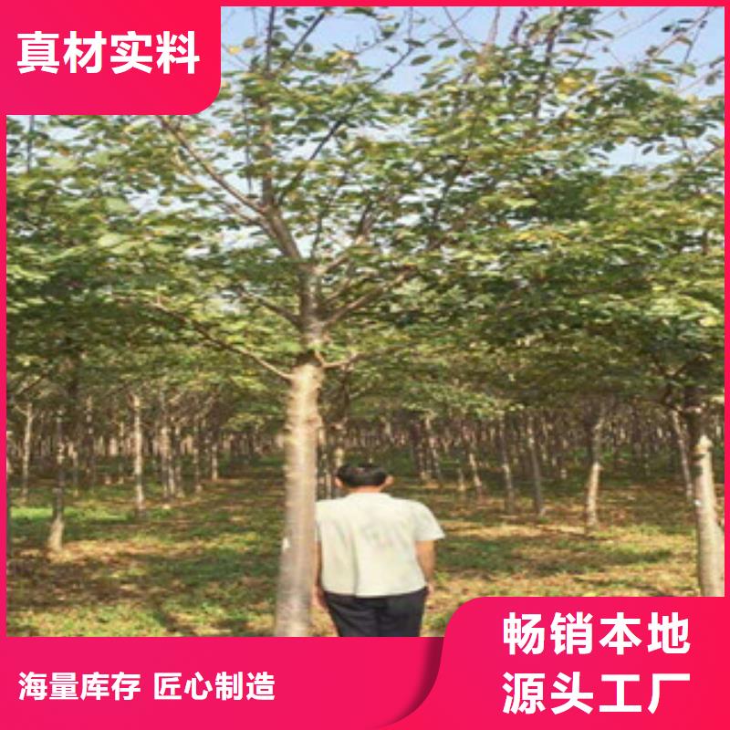 樱花【泰山景松造型景松】应用范围广泛