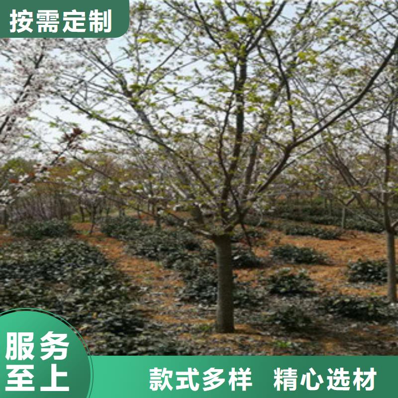 樱花占地果树厂家定制