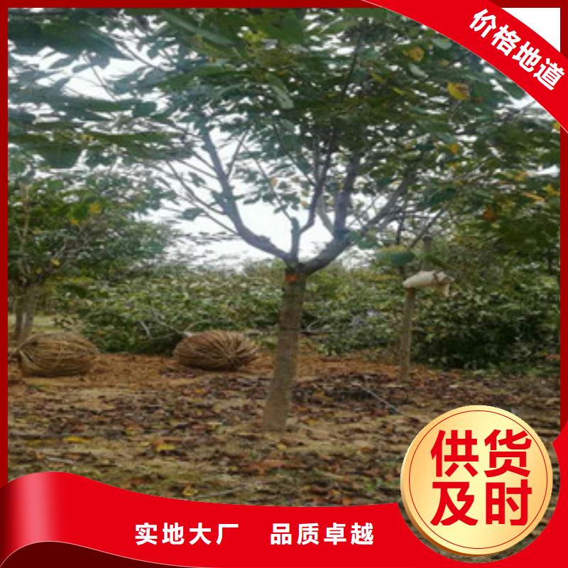 樱花【蓝莓苗】多种场景适用