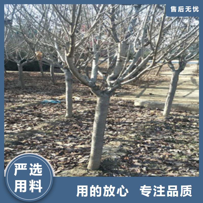 樱花【国槐】工厂现货供应