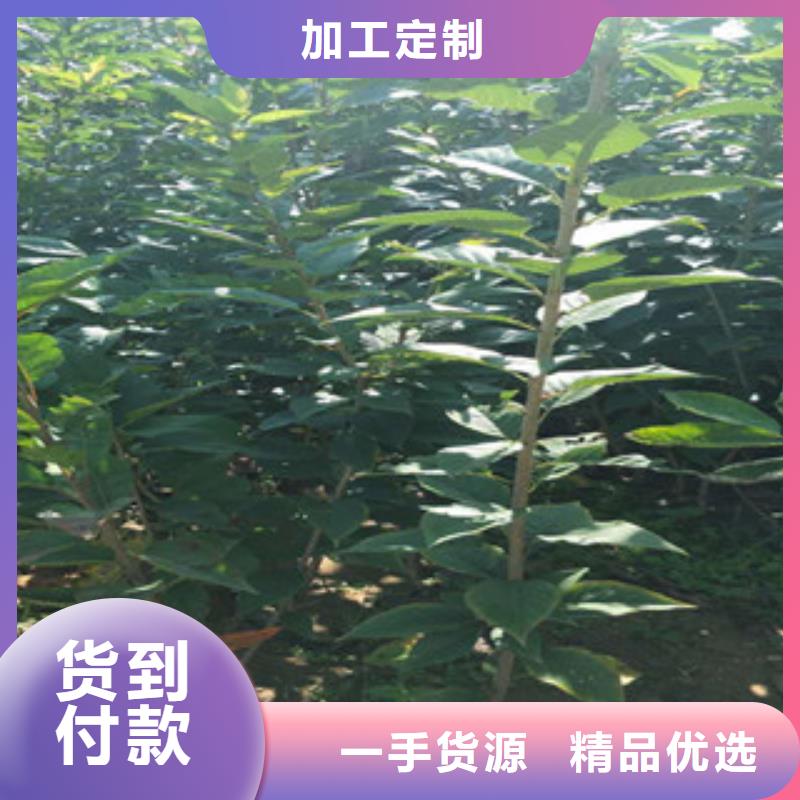 樱花占地果树厂家定制