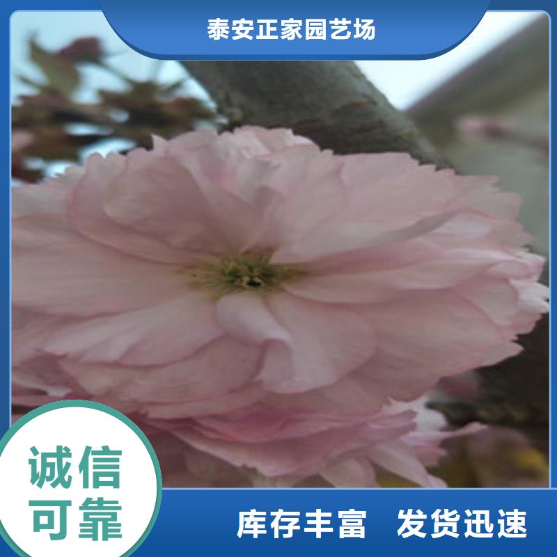 樱花占地果树常年供应