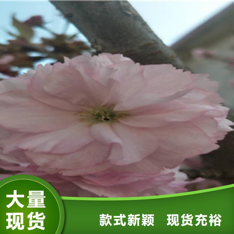 樱花蓝莓苗源厂定制