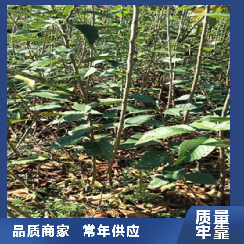 樱花蓝莓苗批发价格