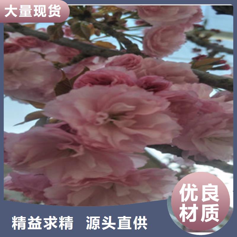 樱花蓝莓苗源厂定制