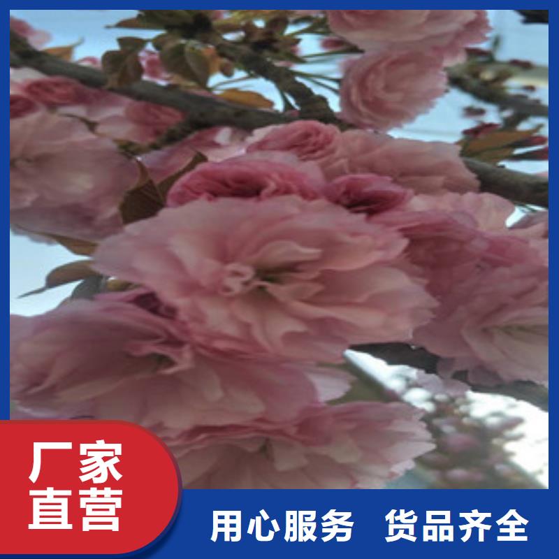 【樱花】核桃苗樱花苗长果桑树苗细节严格凸显品质