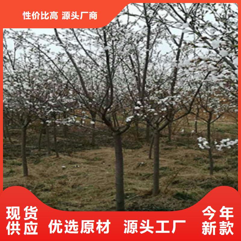 樱花占地果树常年供应