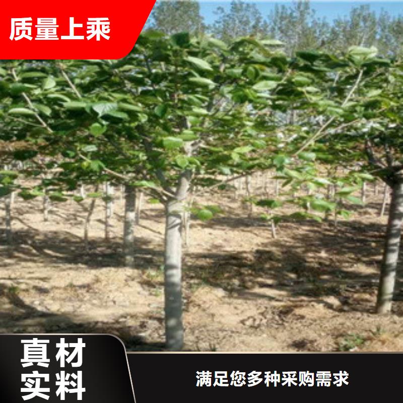 樱花【核桃苗樱花苗长果桑树苗】实体厂家大量现货