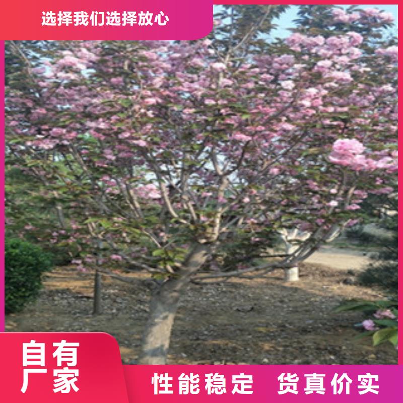 樱花【国槐】工厂现货供应