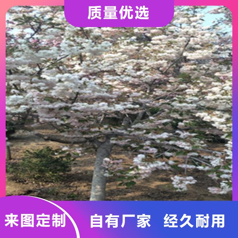 【樱花】蓝莓苗订购