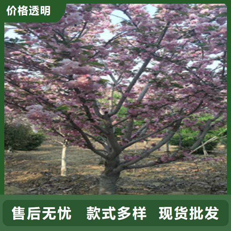 樱花【泰山景松造型景松】应用范围广泛