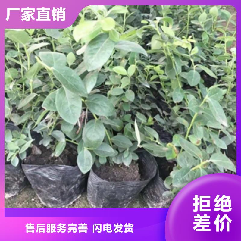 蓝莓苗核桃苗樱花苗长果桑树苗大量现货