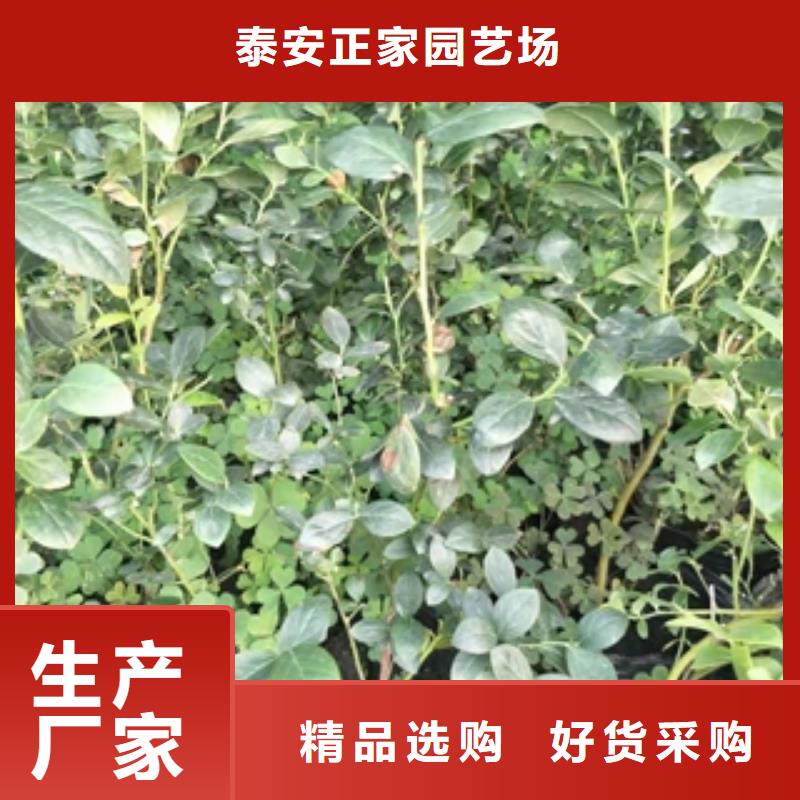 蓝莓苗【樱桃苗】匠心工艺