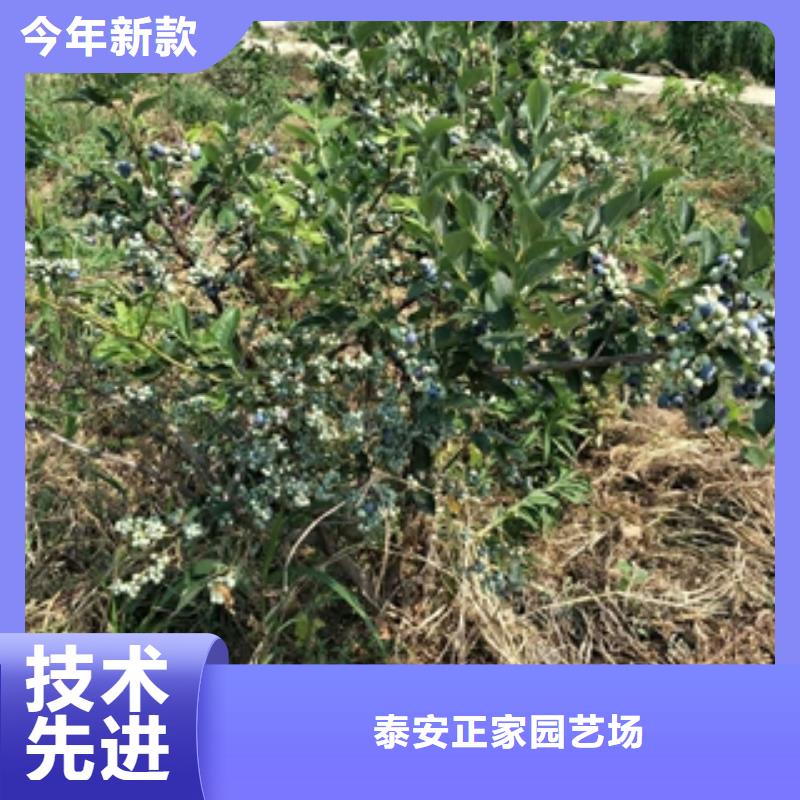 蓝莓苗绿化树绿化工程规格型号全