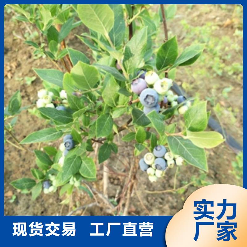 蓝莓苗【樱桃苗】匠心工艺