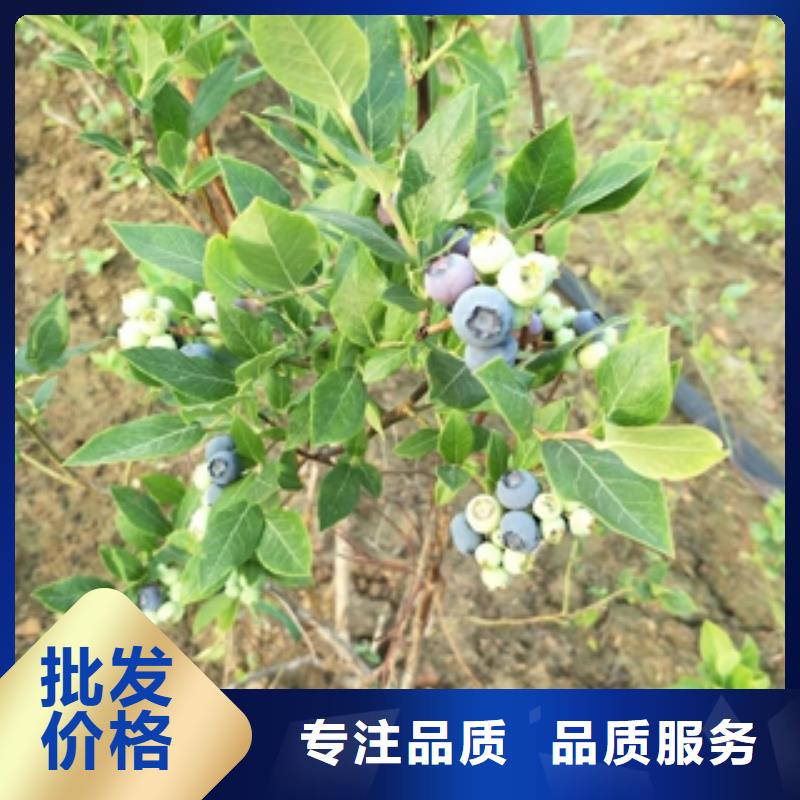 蓝莓苗-钙果苗质量层层把关