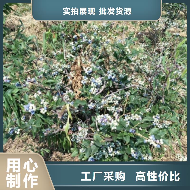 蓝莓苗核桃苗樱花苗长果桑树苗大量现货