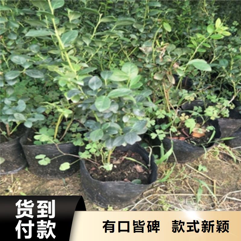 蓝莓苗【樱桃苗】匠心工艺