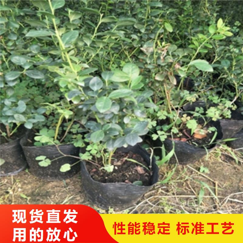 【蓝莓苗】占地果树按需设计