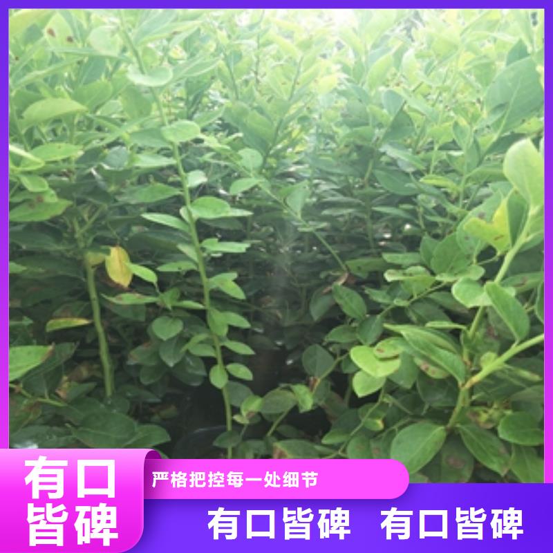 蓝莓苗-钙果苗质量层层把关