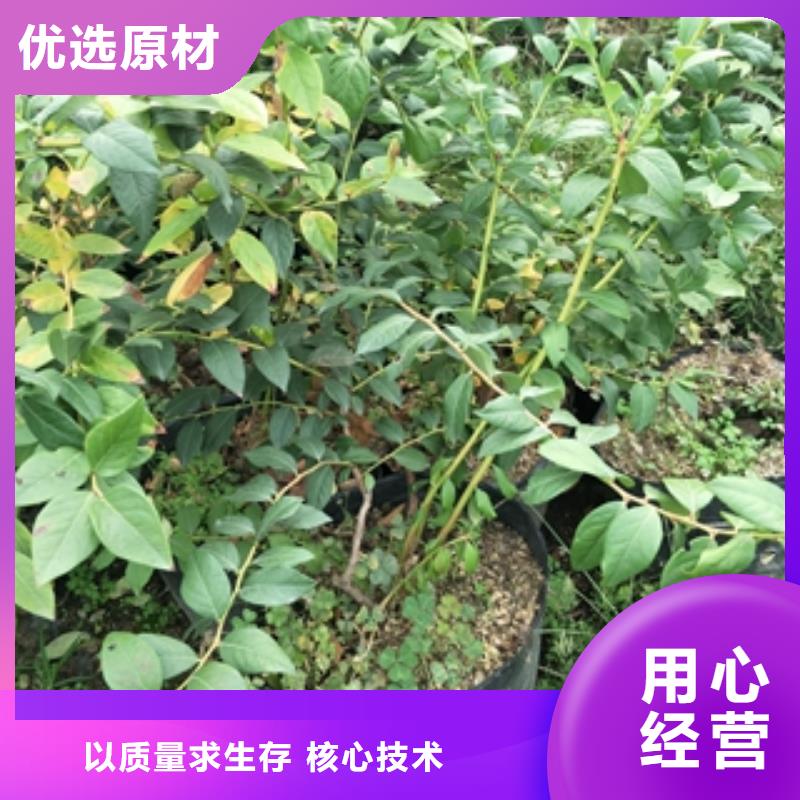 蓝莓苗占地果树支持非标定制