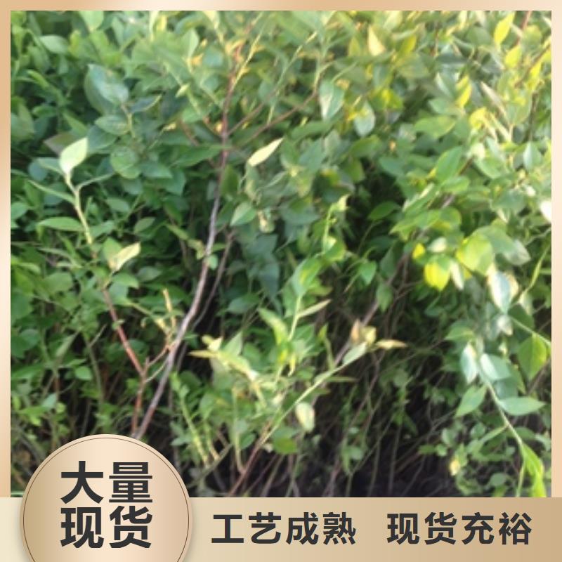 蓝莓苗-钙果苗质量层层把关