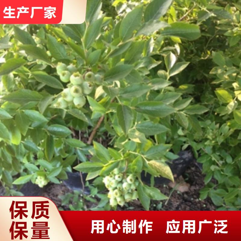 【蓝莓苗钙果苗欢迎来电询价】