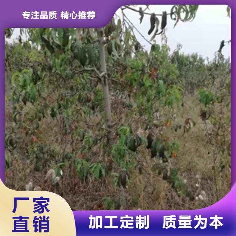 桃树_蓝莓苗源头厂家量大价优