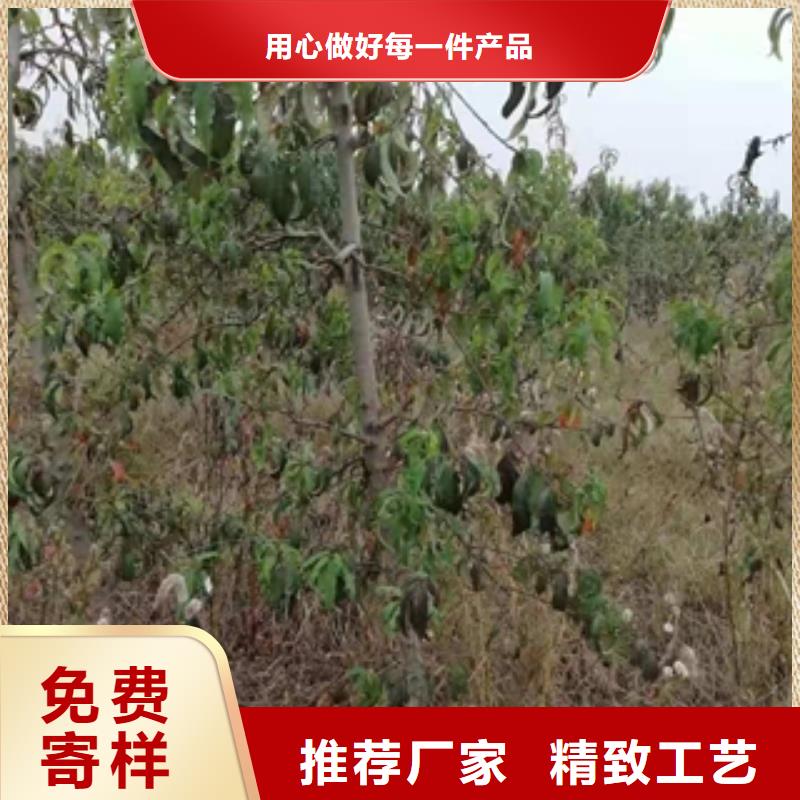 【桃树】核桃苗樱花苗长果桑树苗售后无忧