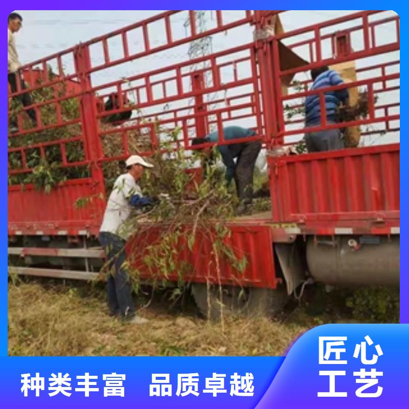 【桃树】核桃苗樱花苗长果桑树苗售后无忧