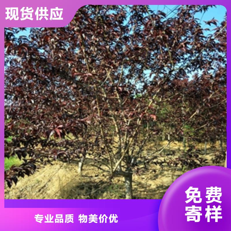 【桃树】核桃苗樱花苗长果桑树苗厂家直销大量现货