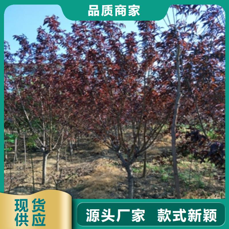 桃树-【泰山景松造型景松】适用范围广