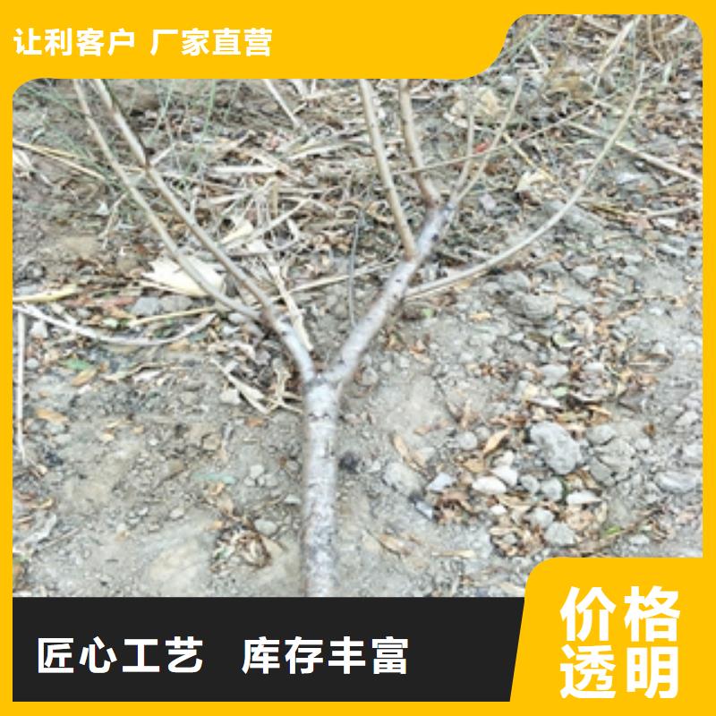 【桃树核桃苗樱花苗长果桑树苗来图加工定制】