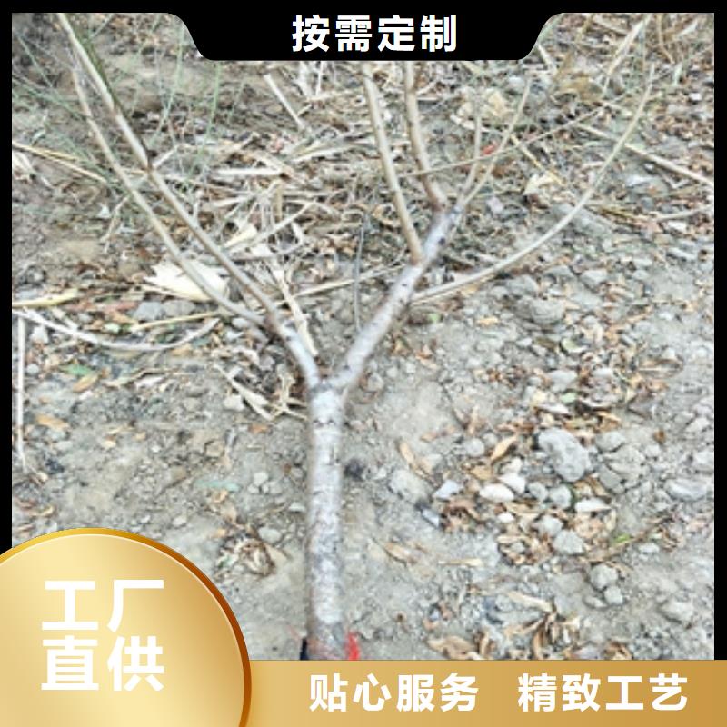 【桃树】,蓝莓苗源头把关放心选购