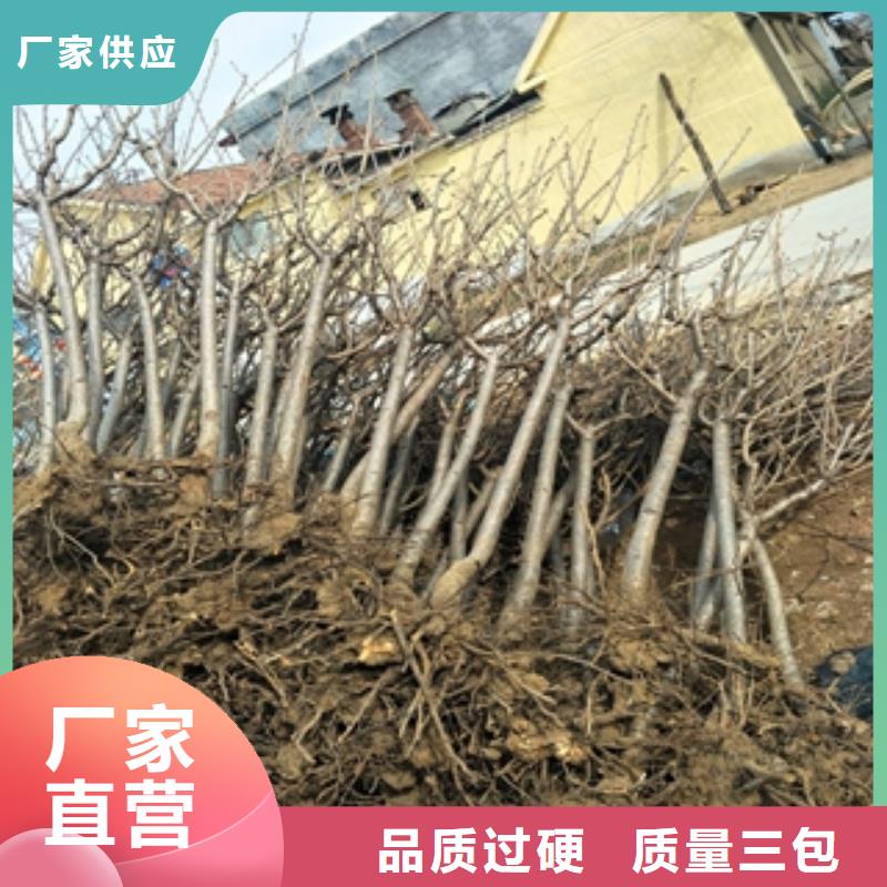 【桃树】钙果苗加工定制