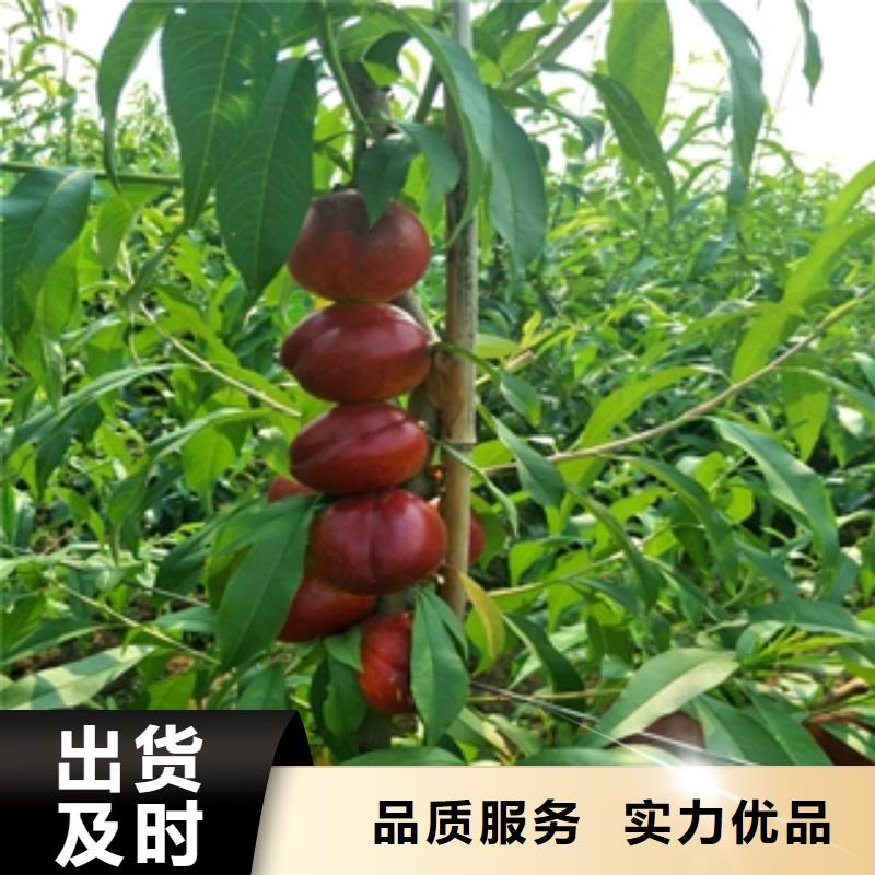 桃树蓝莓苗出厂价