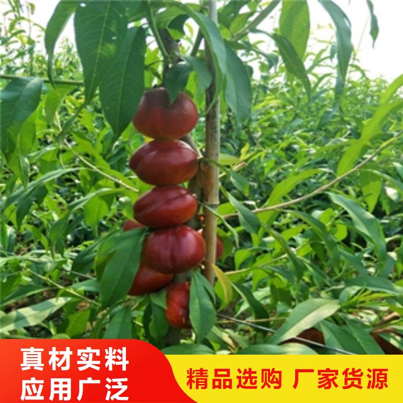 桃树钙果苗源头厂家量大价优