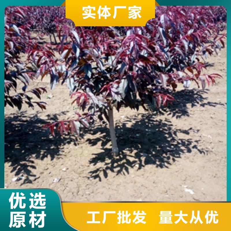 桃树,核桃苗樱花苗长果桑树苗市场行情